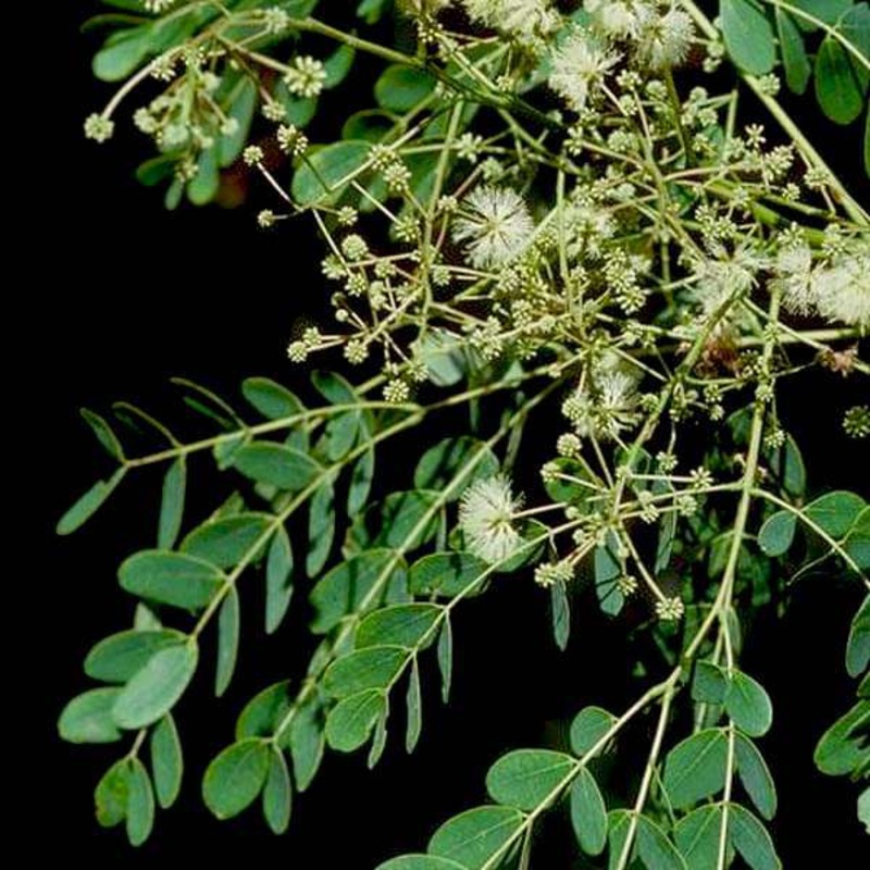 Albizia Procera, siris – plant