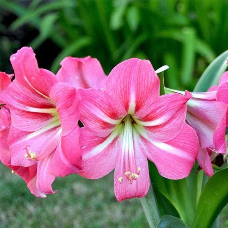 Amaryllis lily (Pink) – Bulbs (set of 5)