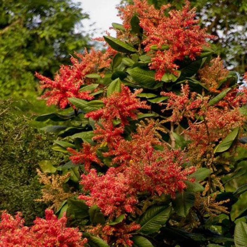 Ant Tree, Triplaris Americana – Plant