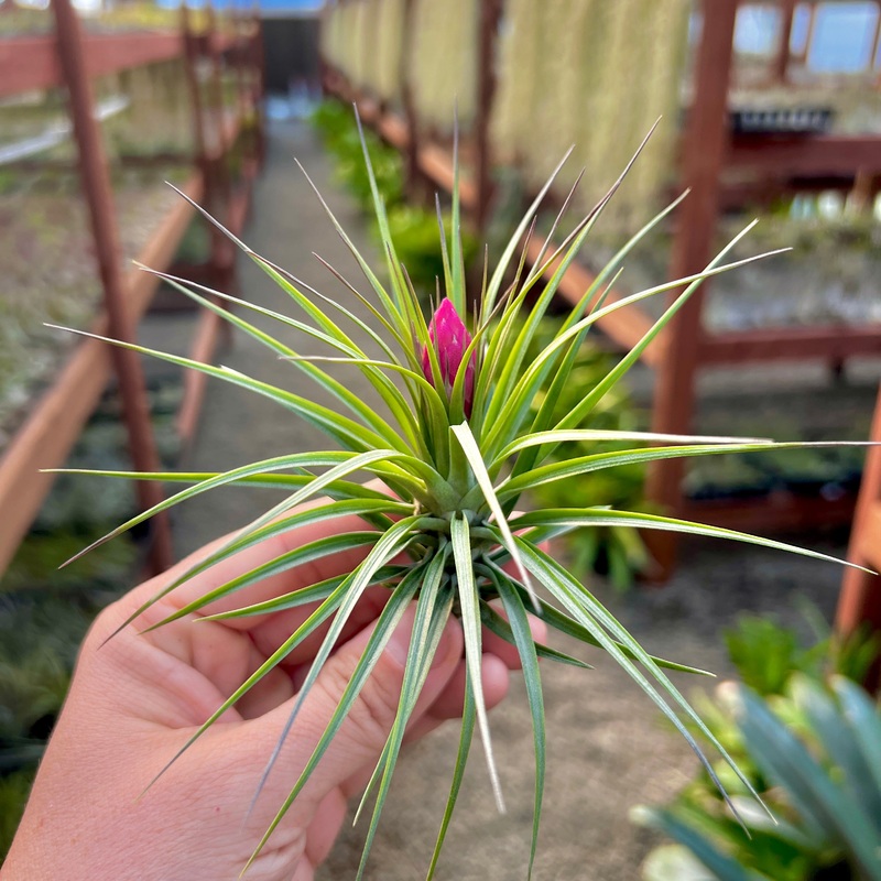 Assorted Blooming / Budding Air Plant (Medium)