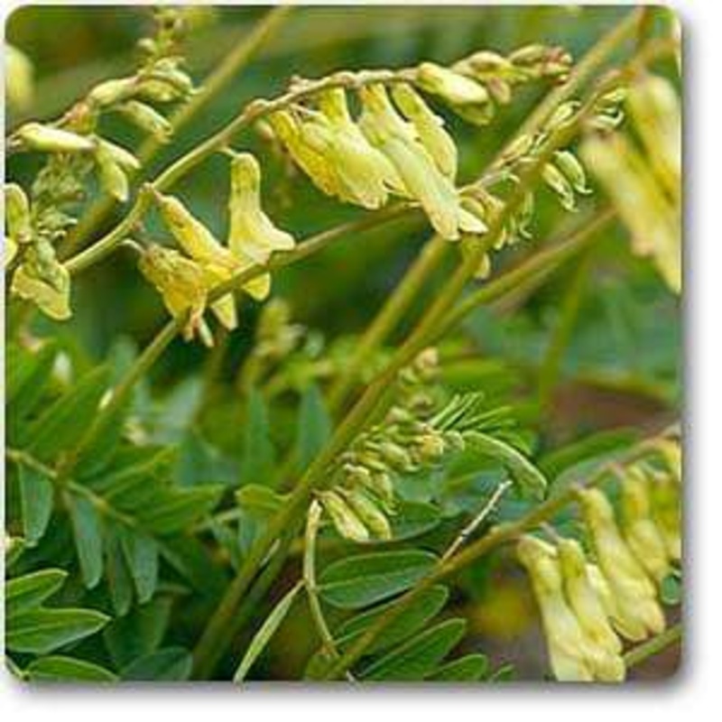 Astragulus – Plant