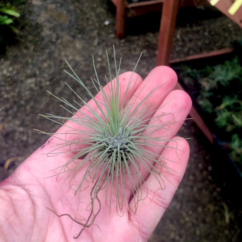 B Quality Fuchsii 3 Pack|3 Pack