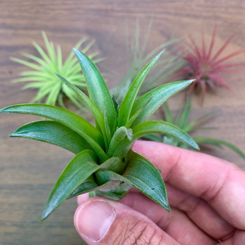 Brachycaulos Green Mini <br> *SALE!*