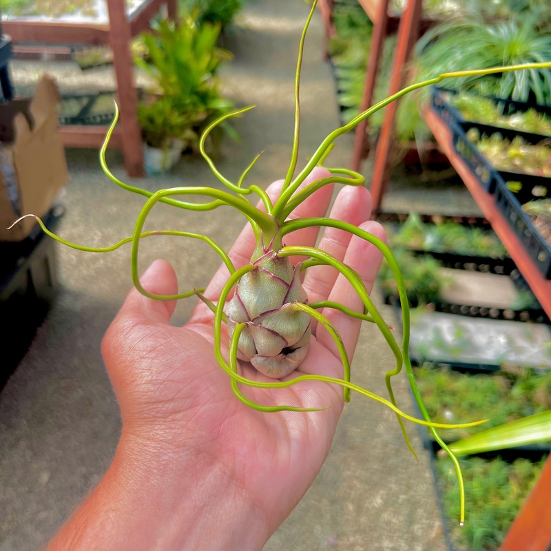 Bulbosa Belize