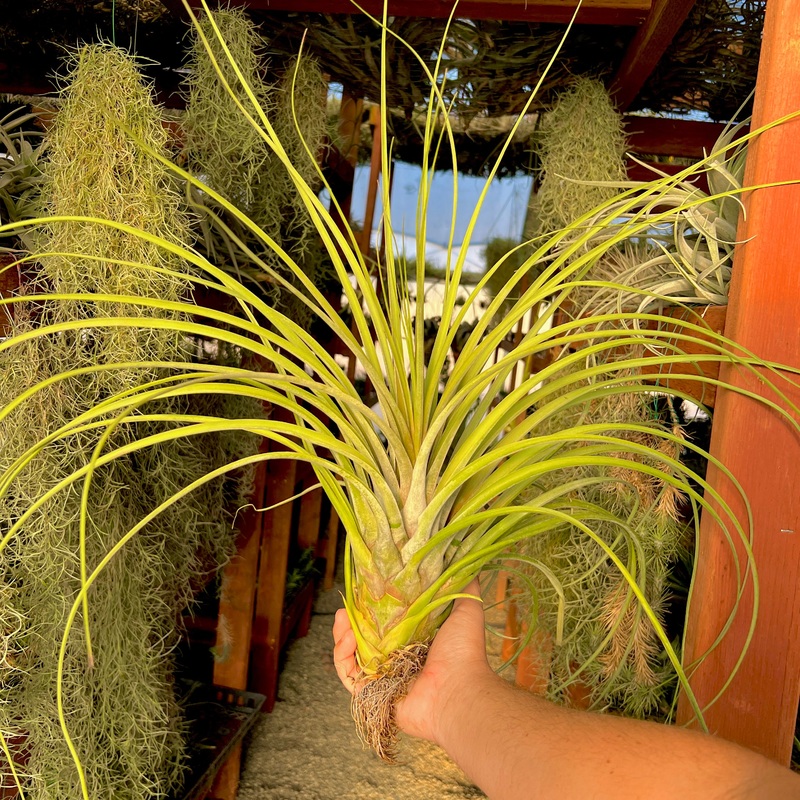 Bulbosa Belize (Giant Form) x Magnispica XXL