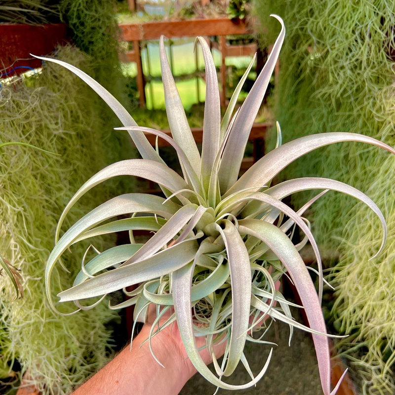 Capitata Mauve XL <br> (Turns purple when wet!)