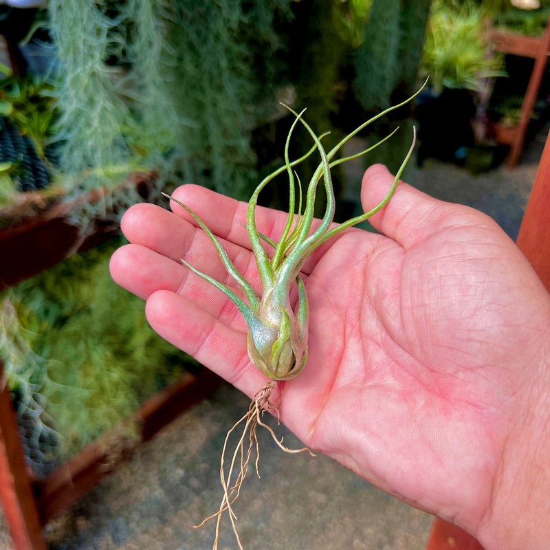 Charles Wiley (seleriana x bulbosa) Small