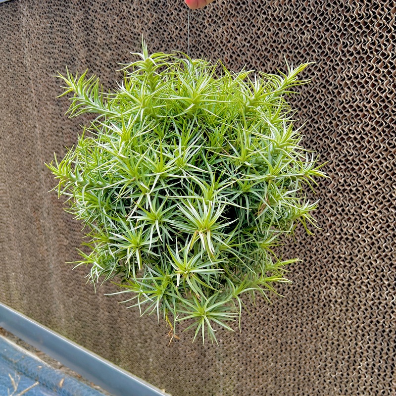 Cocoensis Giant Clumps On Hanging Wire