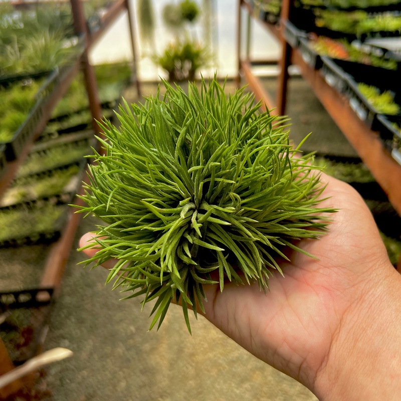 Crested Ionantha Clump