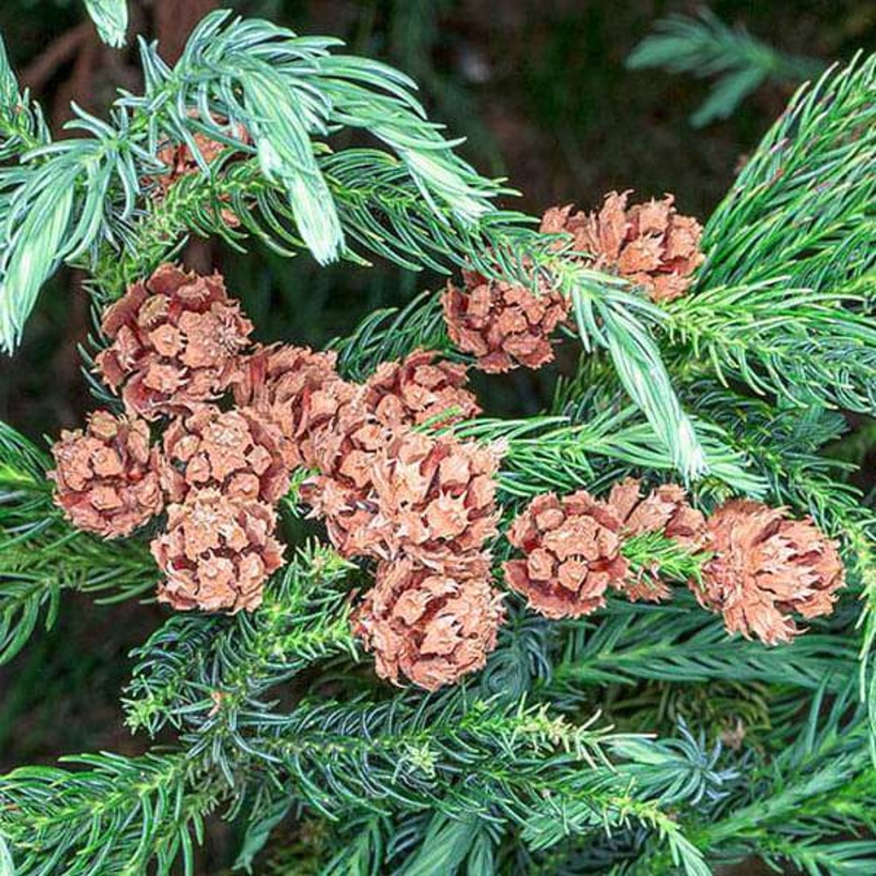 Cryptomeria Japonica, Japanese Cedar – 0.5 kg Seeds