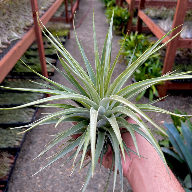 Didisticha Giant