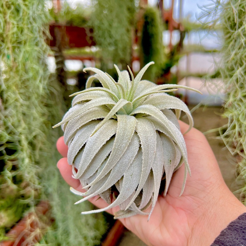 Gardneri var Rupicola Special