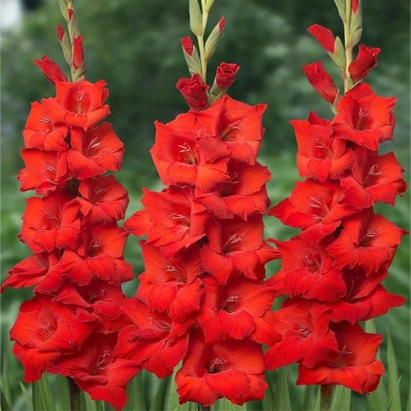 Gladiolus (Red Beauty, Red) – Bulbs (set of 10)