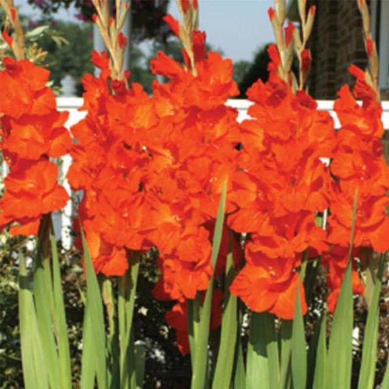 Gladiolus Victor Borge (Orange) – Bulbs (set of 10)