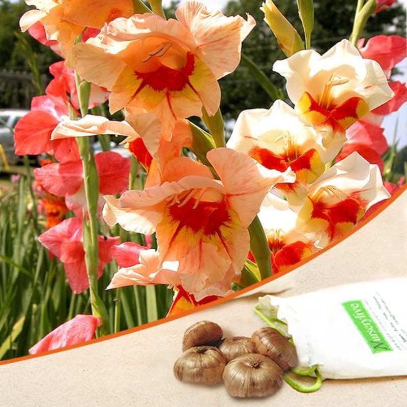 Gladiolus (White, Orange) – Bulbs (set of 10)