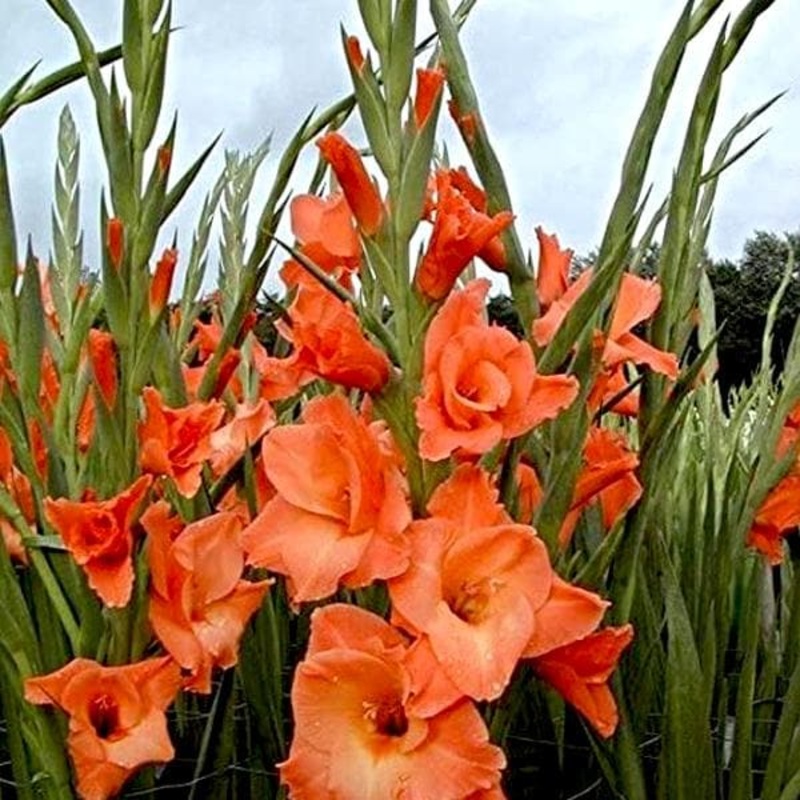 Gladiolus Wigs Sensation (Orange) – Bulbs (set of 10)