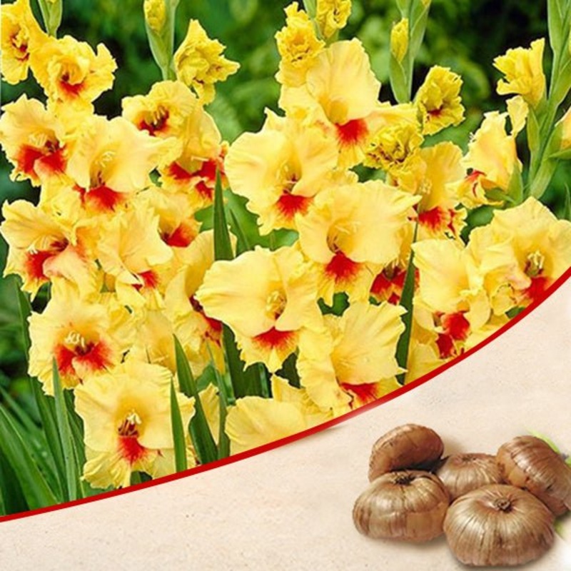 Gladiolus (Yellow) – Bulbs (set of 10)