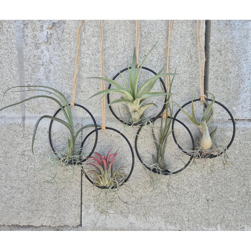 Hanging Air Plant Rings