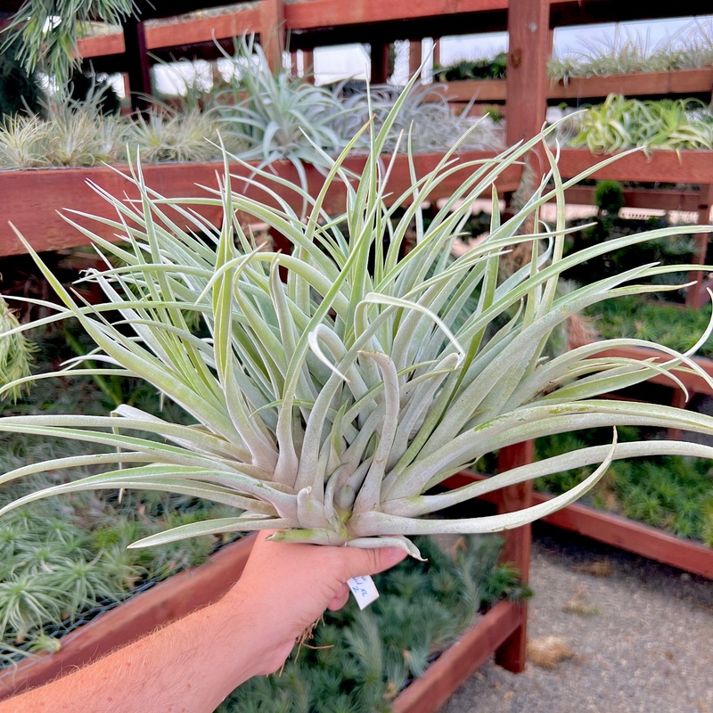Harrisii Giant Hybrid Clump