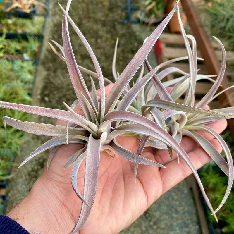 Harrisii Soft Purple <br> *Cannot Be Shipped Internationally*