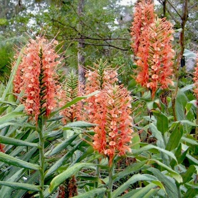Hedychium (Mix Colors) – Bulbs (Set of 10)