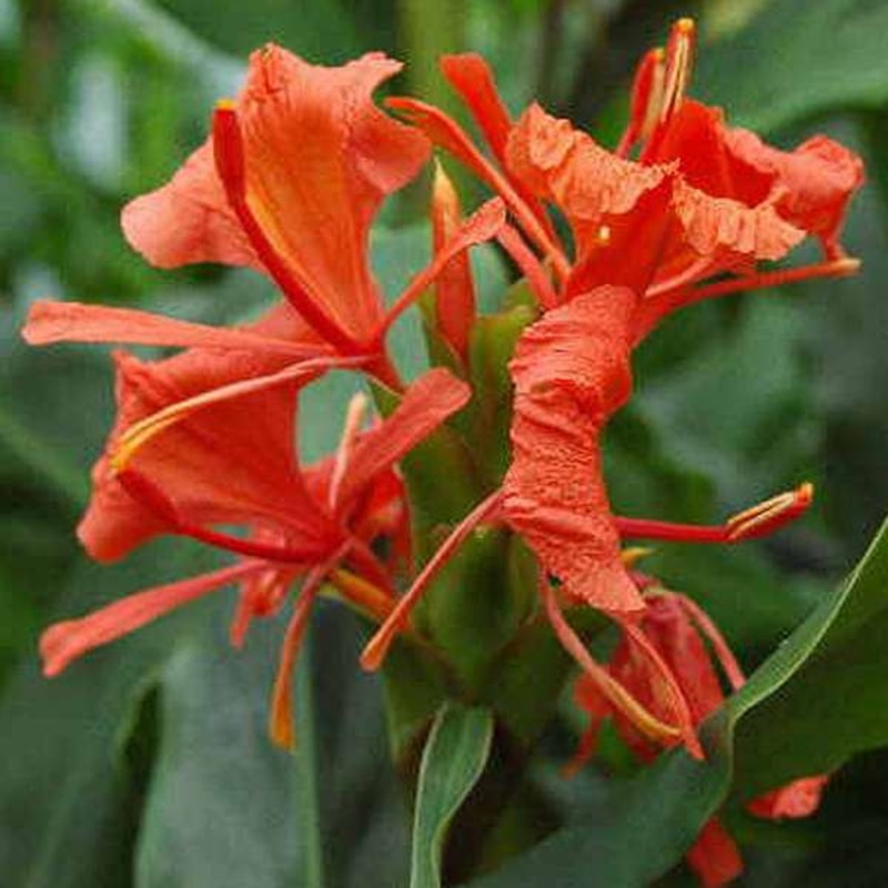 Hedychium (Orange) – Bulbs (set of 5)