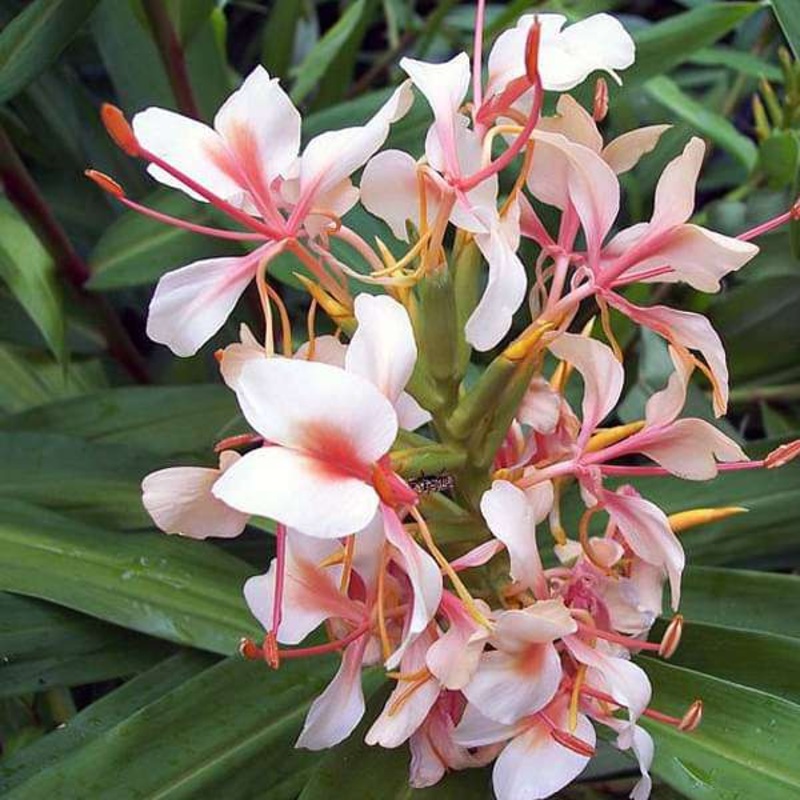 Hedychium (Pink) – Bulbs (set of 5)
