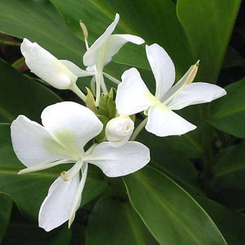 Hedychium (White) – Bulbs (set of 5)