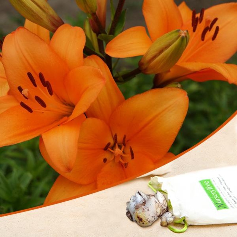Honesty Asiatic lily (Dark Orange) – Bulbs (set of 5)