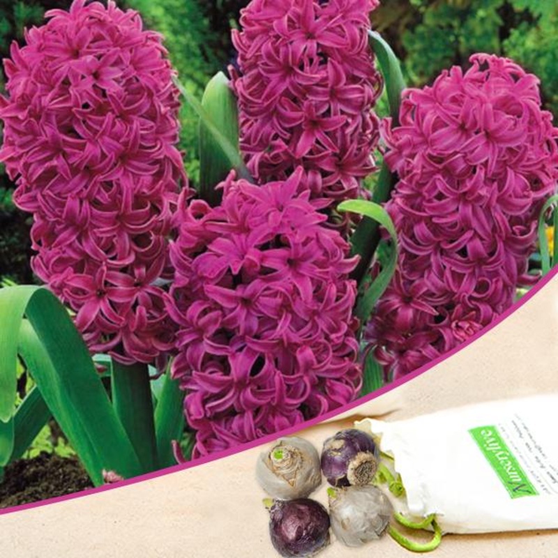 Hyacinth All Stars (Purple) – Bulbs (set of 5)