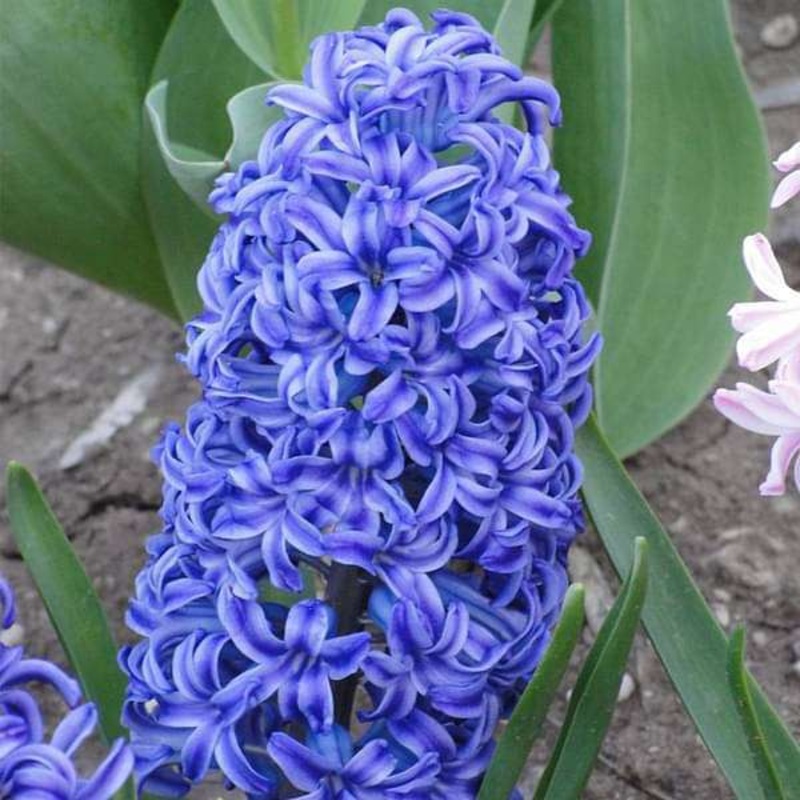 Hyacinth (Aqua Light Blue) – Bulbs (set of 5)