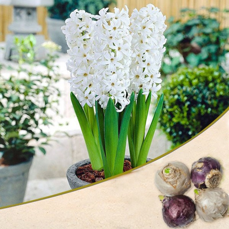 Hyacinth (White Pearl) – Bulbs