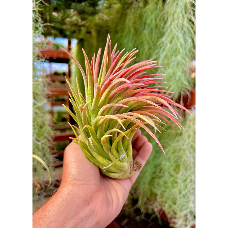 Ionantha Godzilla <br> (3 Years Since Last Released!)