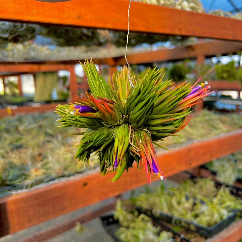 Ionantha Hazelnut Thick Form Hanging Clump
