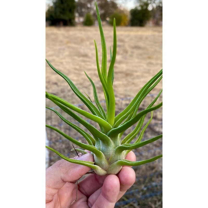 Ionantha Vanhyningii x Bulbosa Belize Large Form