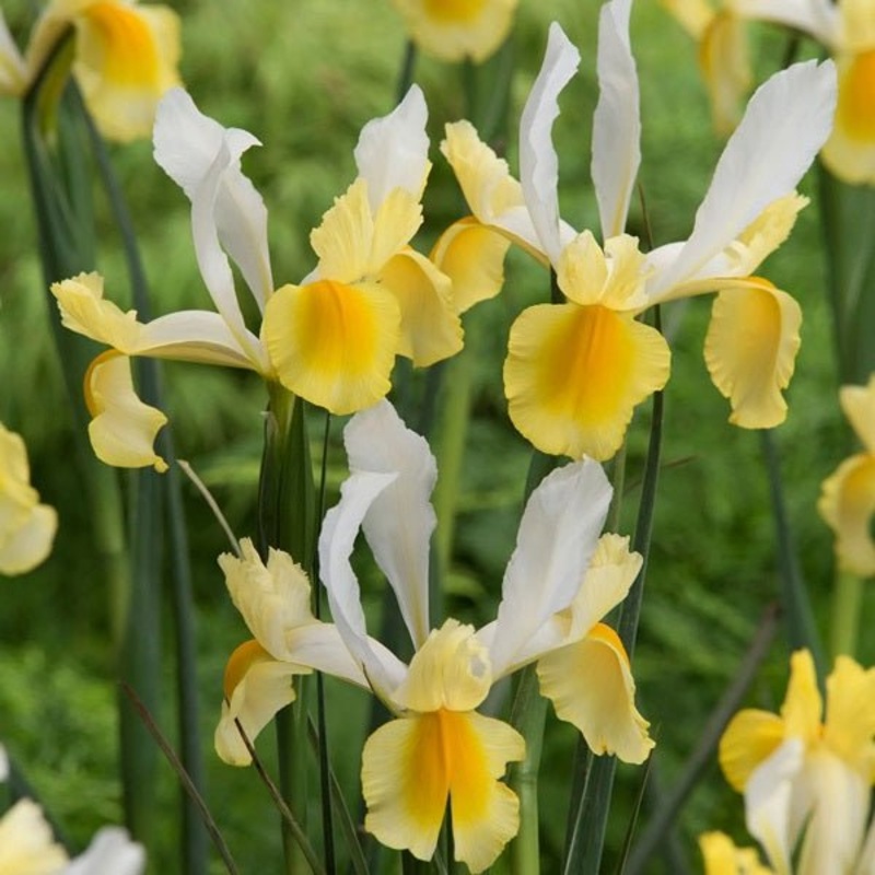 Iris Montecito (Yellow, White) – Bulbs
