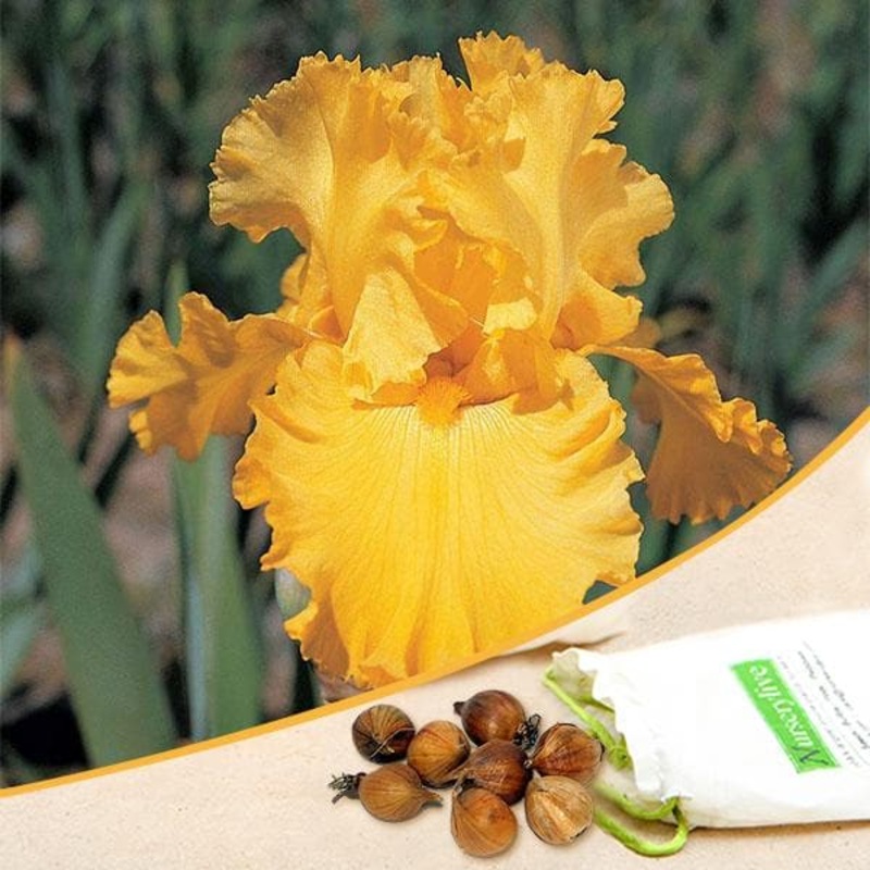 Iris Strong Gold (Yellow) – Bulbs