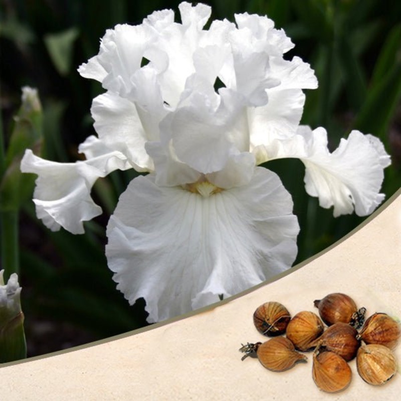 Iris (White) – Bulbs (set of 5)