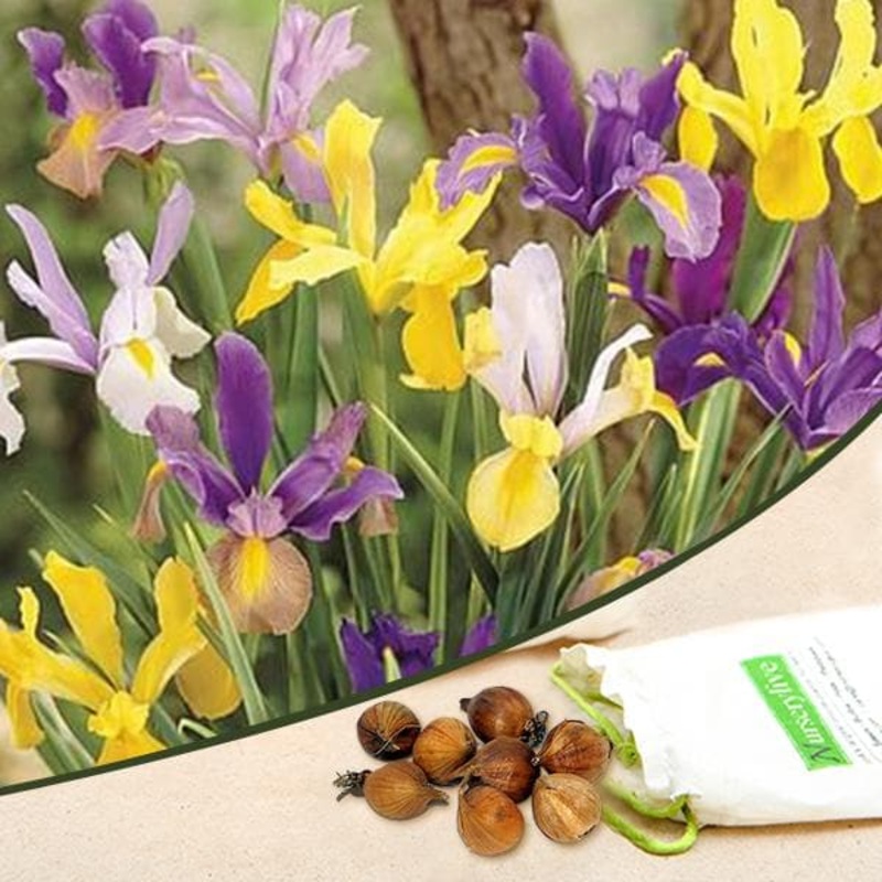 Iris Xiphium, Dutch Iris (Mix Color) – Bulbs (set of 5)