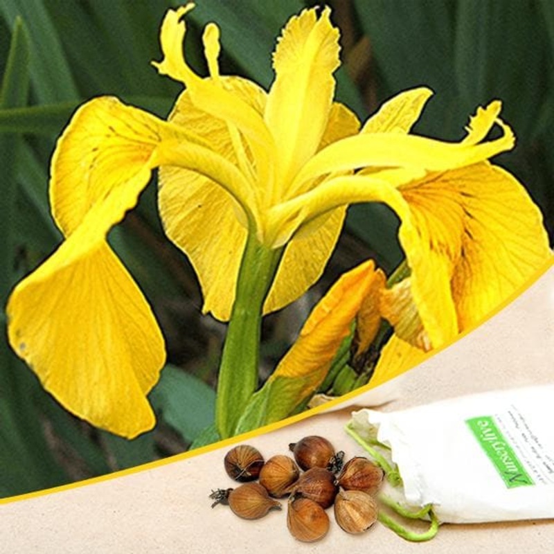Iris (Yellow) – Bulbs (set of 5)