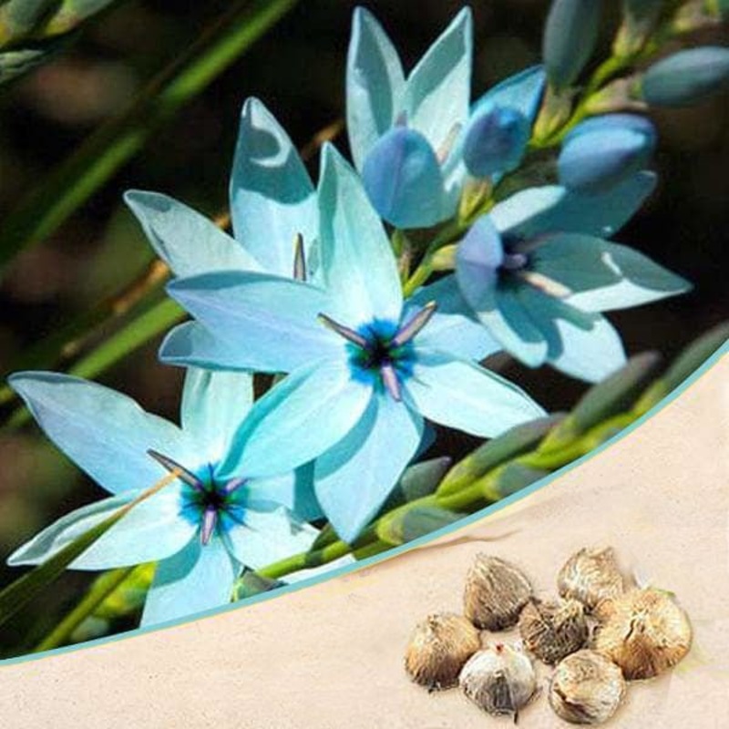 Ixia (Blue) – Bulbs (set of 5)