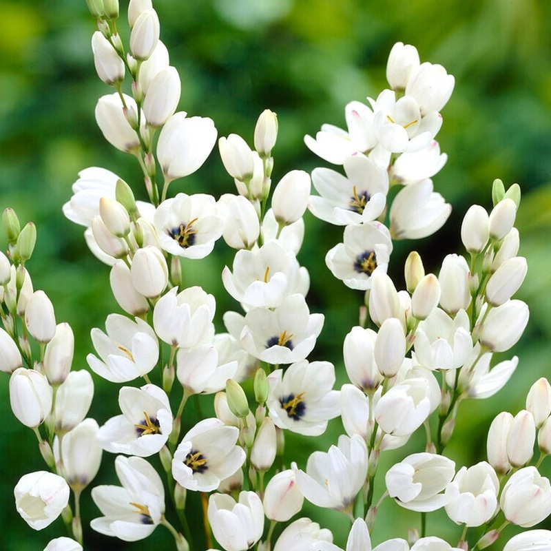 Ixia Mabel (White) – Bulbs|Set of 3|Set of 5