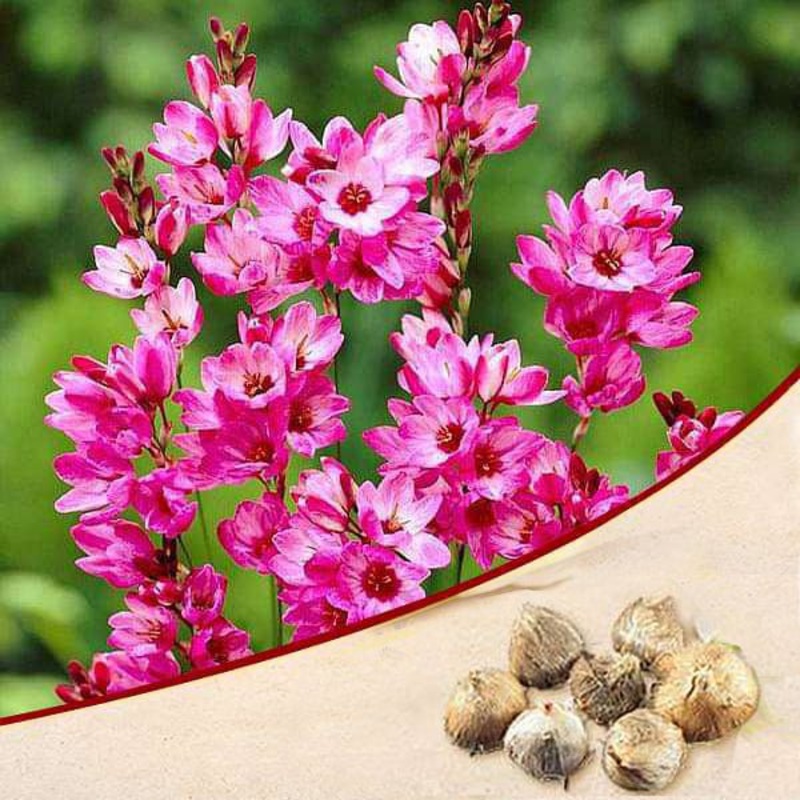 Ixia Panorama (Pink) – Bulbs (set of 5)