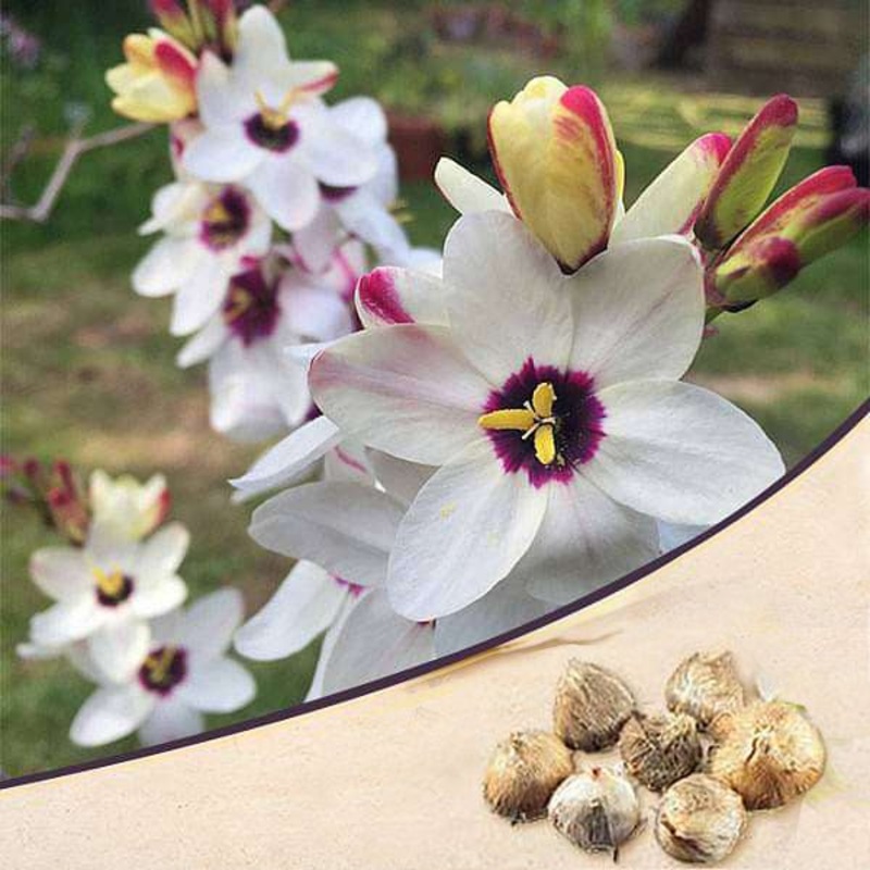 Ixia Spotlight (White) – Bulbs (set of 5)
