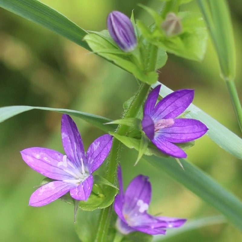 Ixia Venus (Purple) – Bulbs|Set of 3|Set of 5