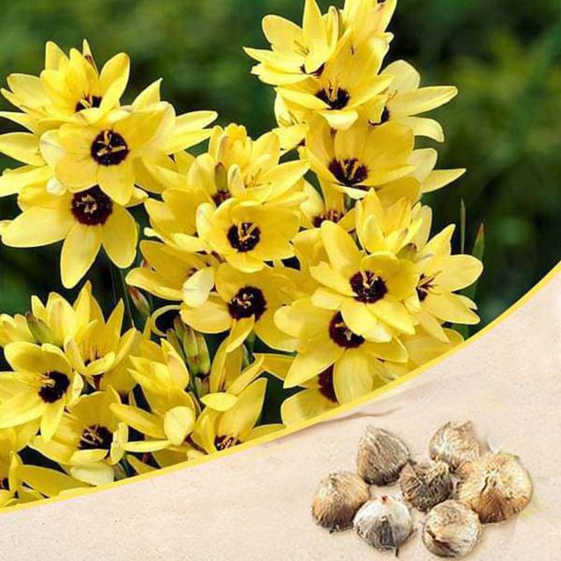 Ixia Yellow Emperor – Bulbs|Set of 3|Set of 5