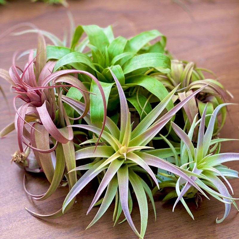 Large Air Plants Mystery Box