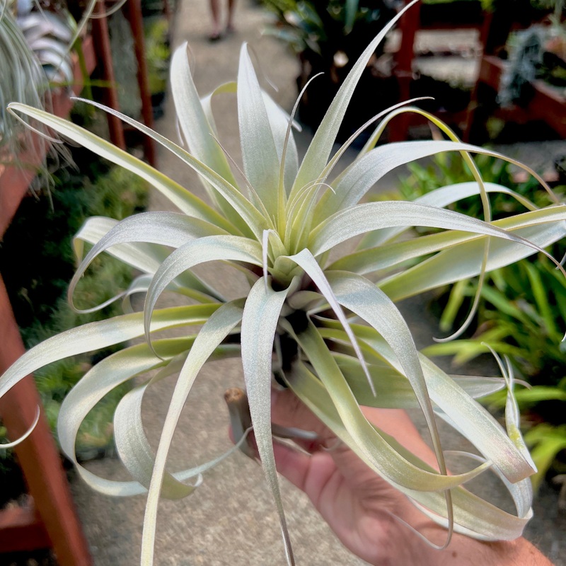 Latifolia Divarcata Blue Moon