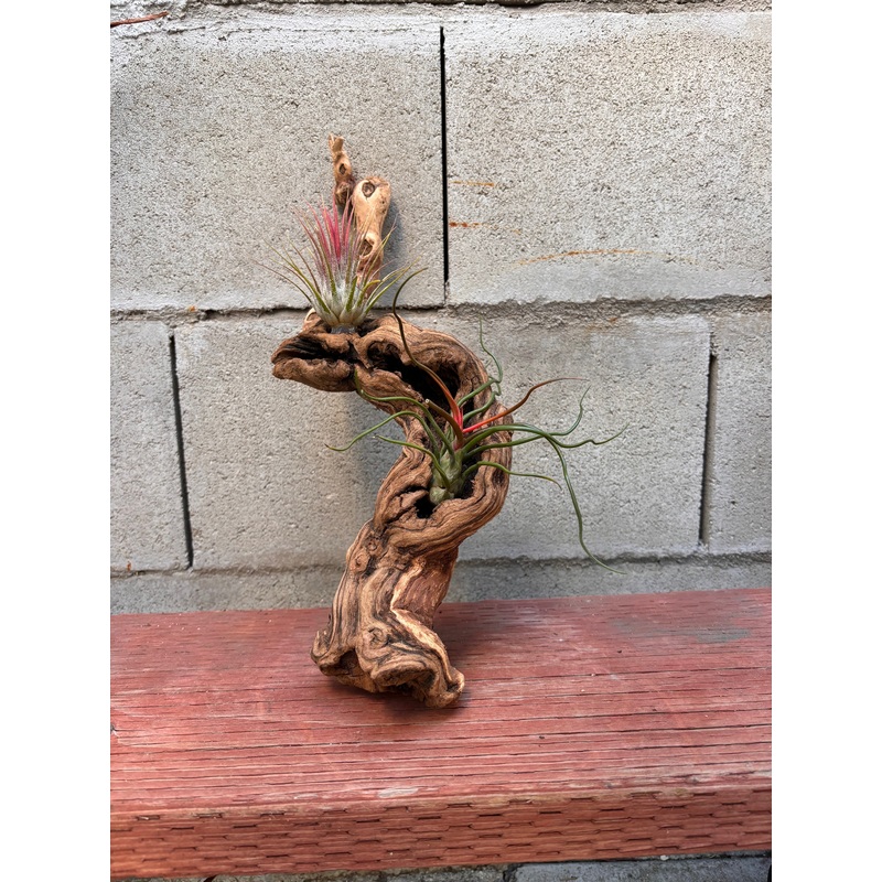Mounted Tillandsia on Grapewood Hanging