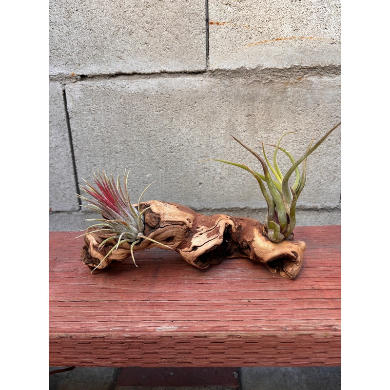 Mounted Tillandsia on Grapewood Sitting